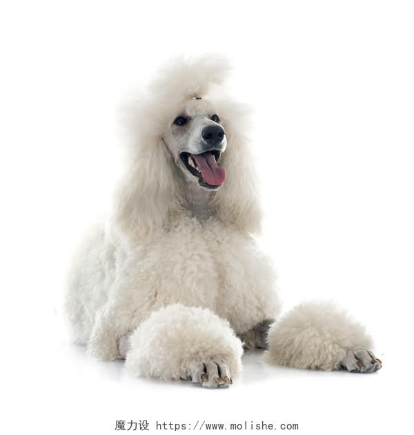 白色标准贵宾犬在白色背景前